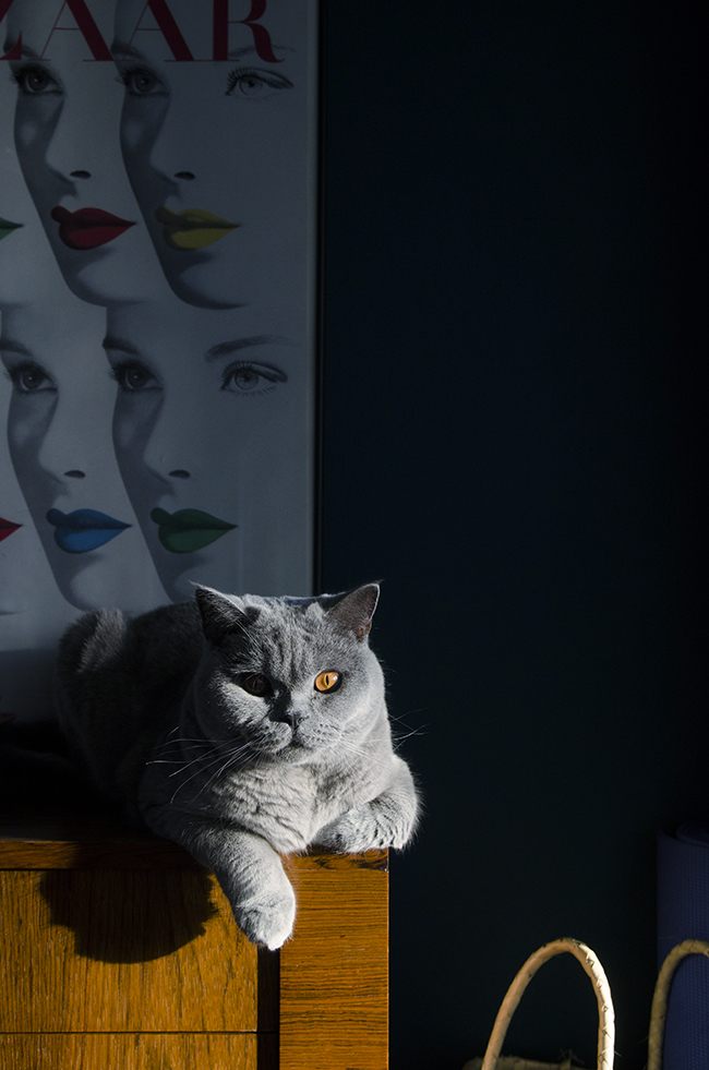 Moody George // British shorthair cat